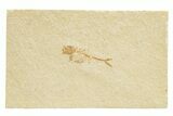 Juvenile Fossil Fish (Diplomystus) - Wyoming #318574-1